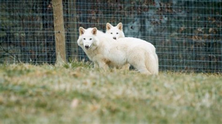How can I find my pet wolves that I told to sit?