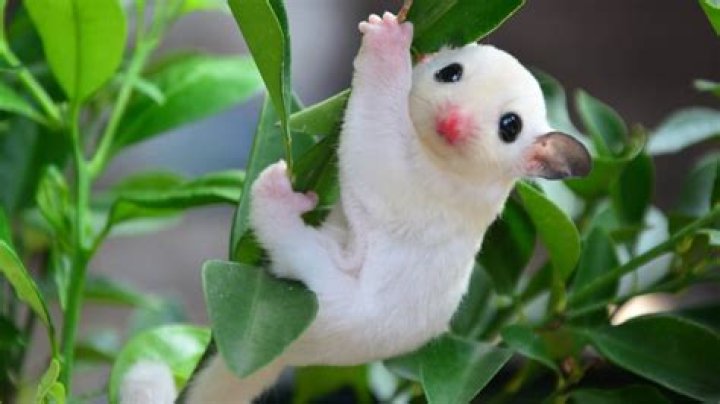 How can I kill adorable animals?