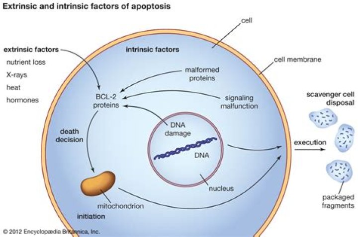 How can malfunctions in apoptosis lead to cancer?