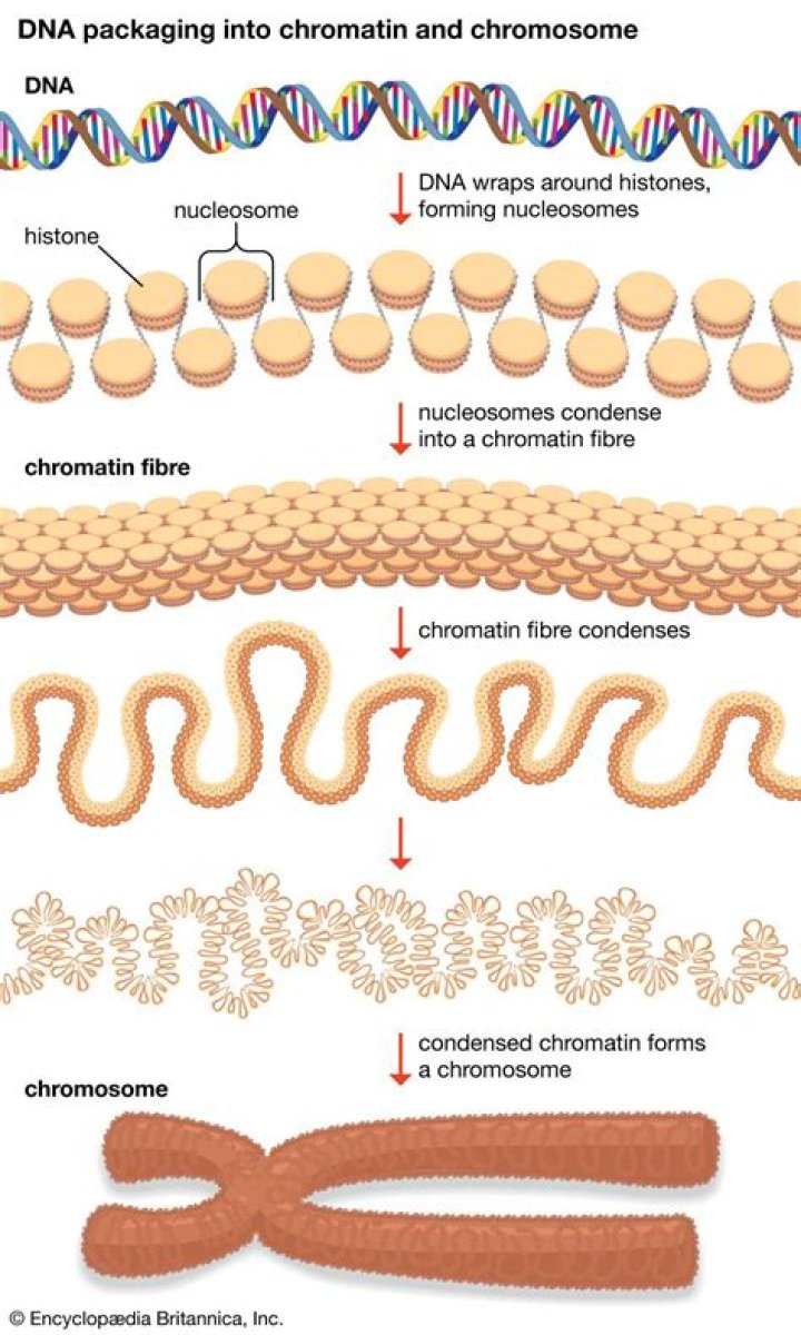 How chromatin is formed?