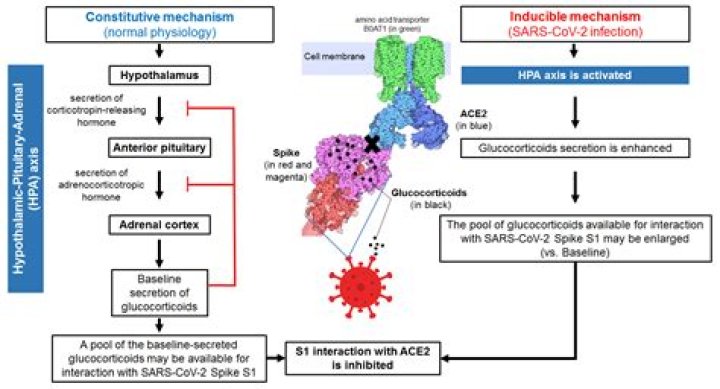 How corticosteroids suppress immune system?