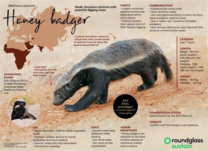 How dangerous are honey badgers?
