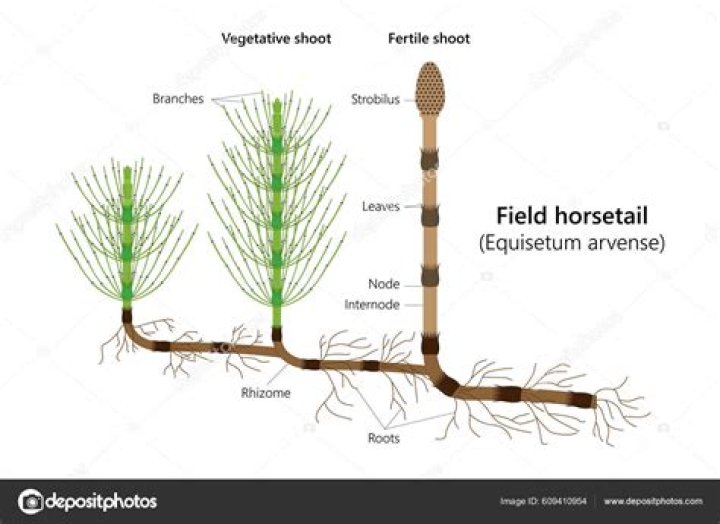 How did horsetails get their name?