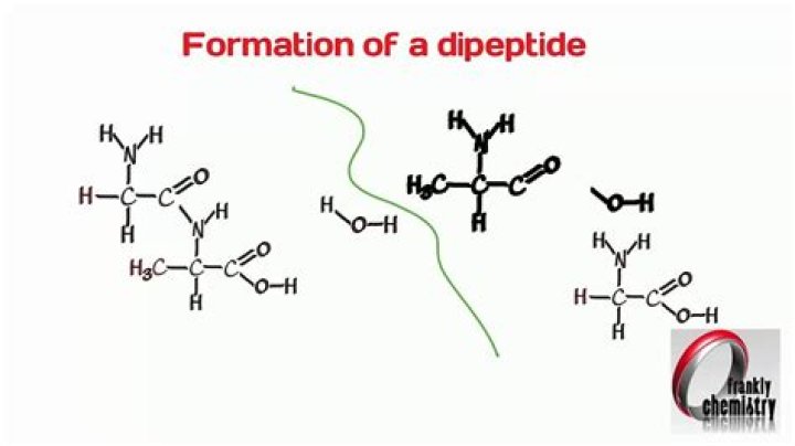 How dipeptide is formed?