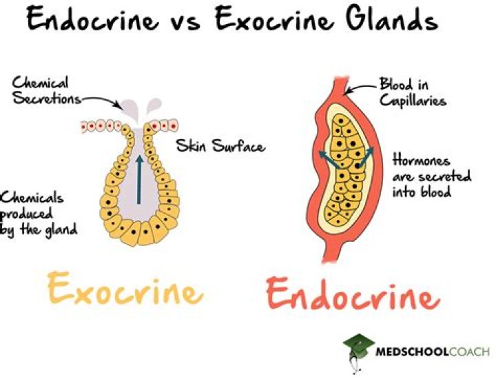 How do endocrine and exocrine glands differ?