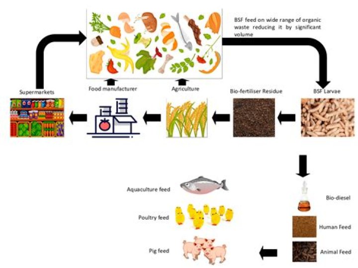 How do I feed items into a multifarm?