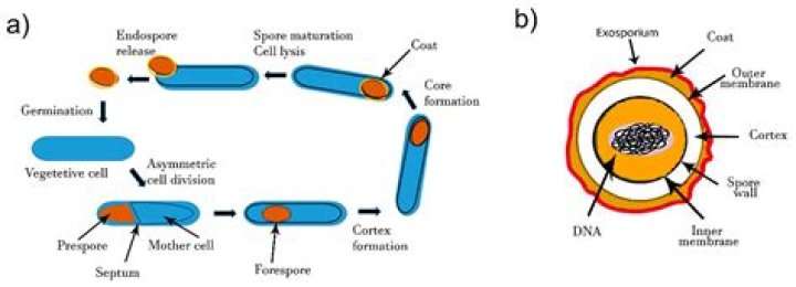 How does bacillus cereus get into food?