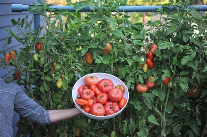 How hardy are tomato plants?