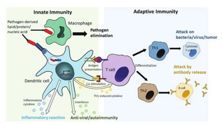 How innate and adaptive immunity work together?
