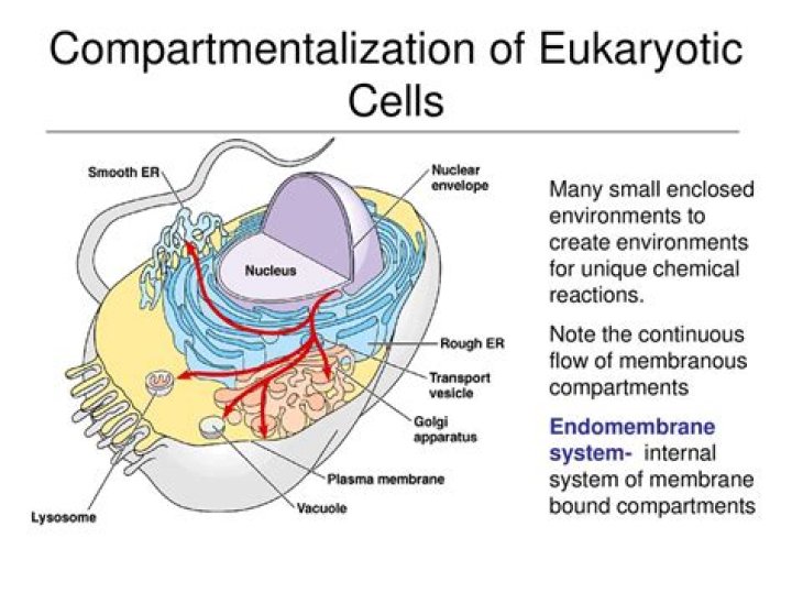 How is compartmentalization achieved in eukaryotic cells?