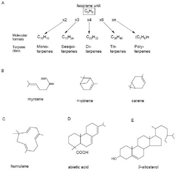 How is diterpene produced?