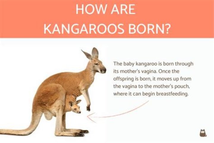 How kangaroos are born?