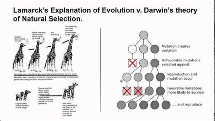 How lamarck and darwin explained evolution?