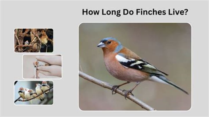 How long do finches live?
