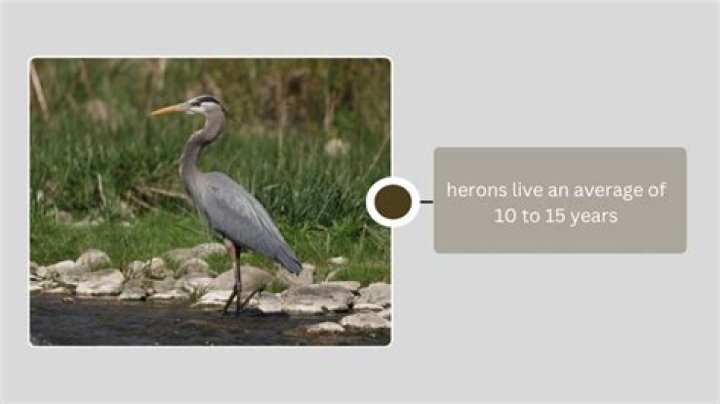 How long do herons live?
