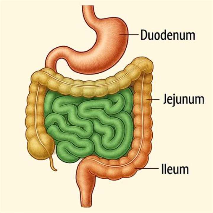 How long is the duodenum jejunum and ileum?