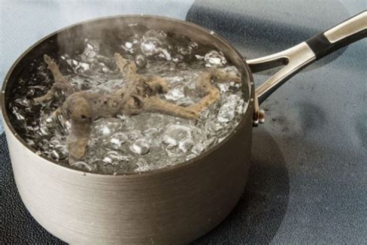 How long to boil driftwood?