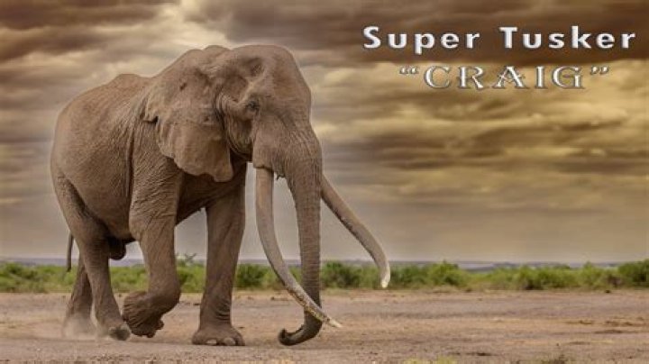 How many great tuskers are left?