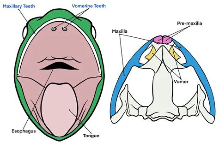 How many maxillary teeth in a frog?