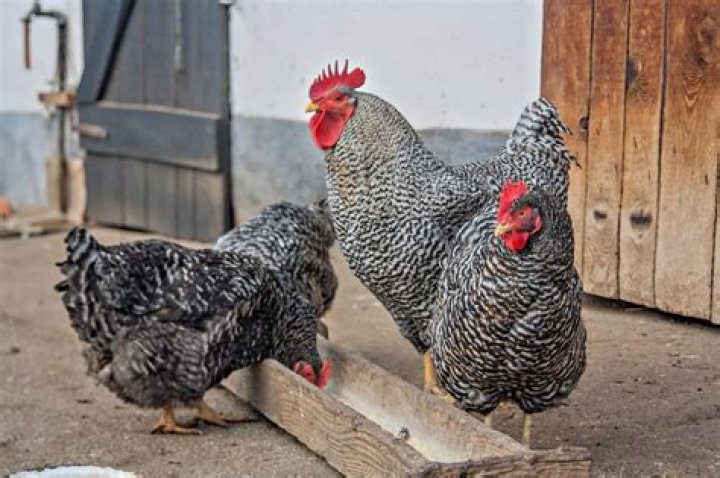 How much do chickens cost?