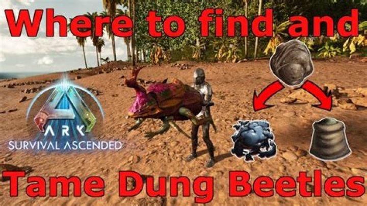 How much feces does it take to tame dung beetles?