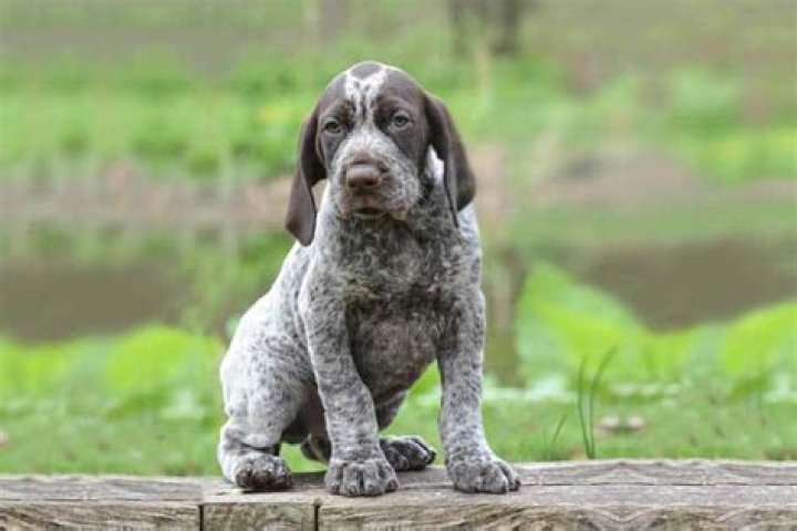 How much is a pointer dog?