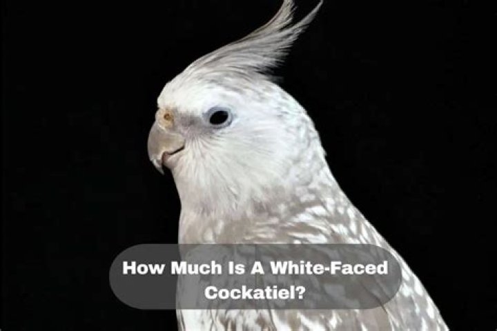 How much is a white faced cockatiel?