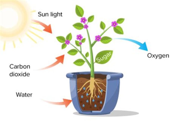 How oxygen gas is produced during photosynthesis?