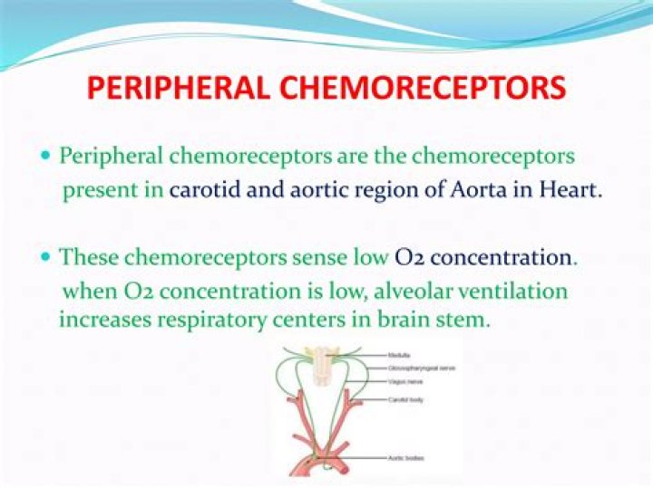 How peripheral chemoreceptors work?