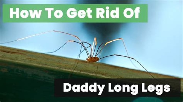 How poisonous are grand daddy long legs?