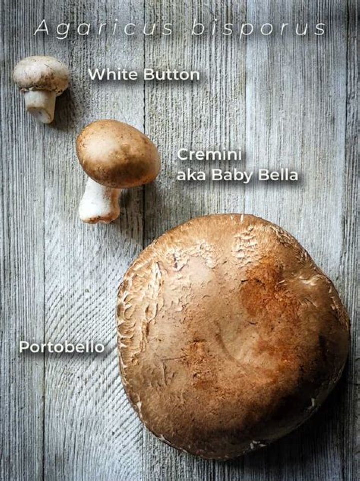 How portobello mushrooms are grown?