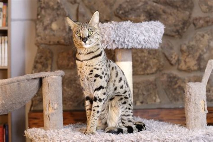 How savannah cats are bred?