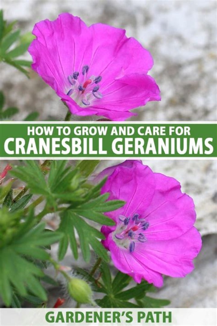 How to divide cranesbill geraniums?