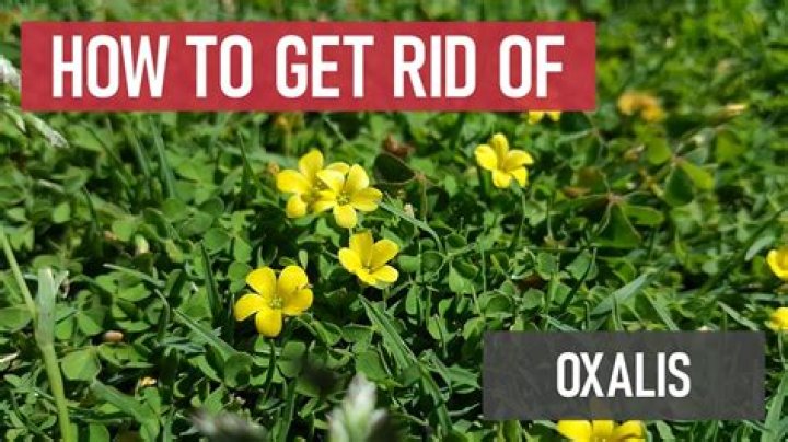 How to get rid of creeping wood sorrel uk?