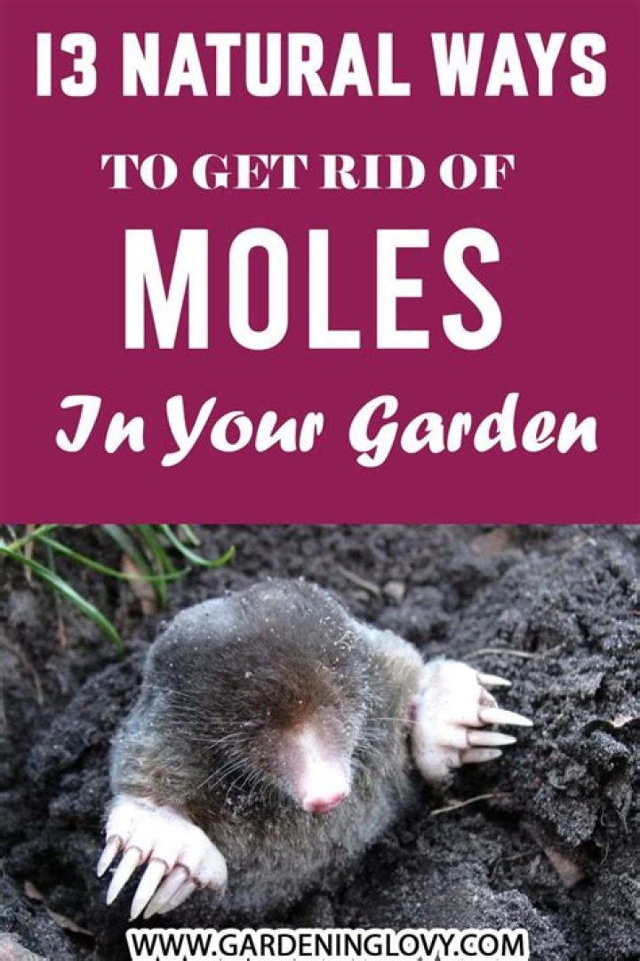 How to get rid of moles?