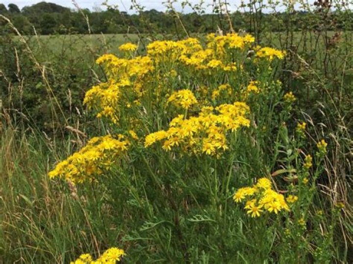 How to get rid of tansy ragwort?