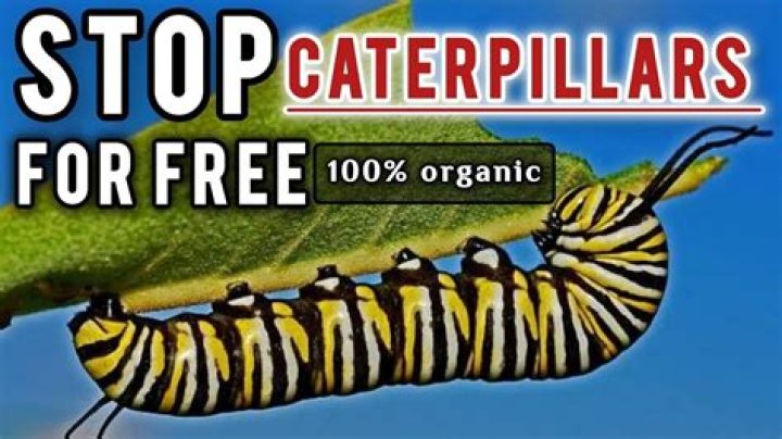 How to get rid of yellow caterpillars?
