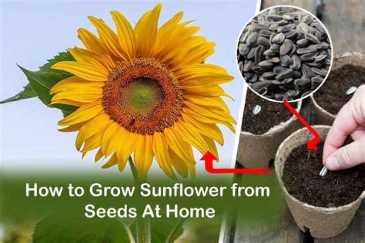 How to grow wingstem from seed?