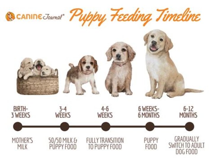 How to hand feed a puppy?