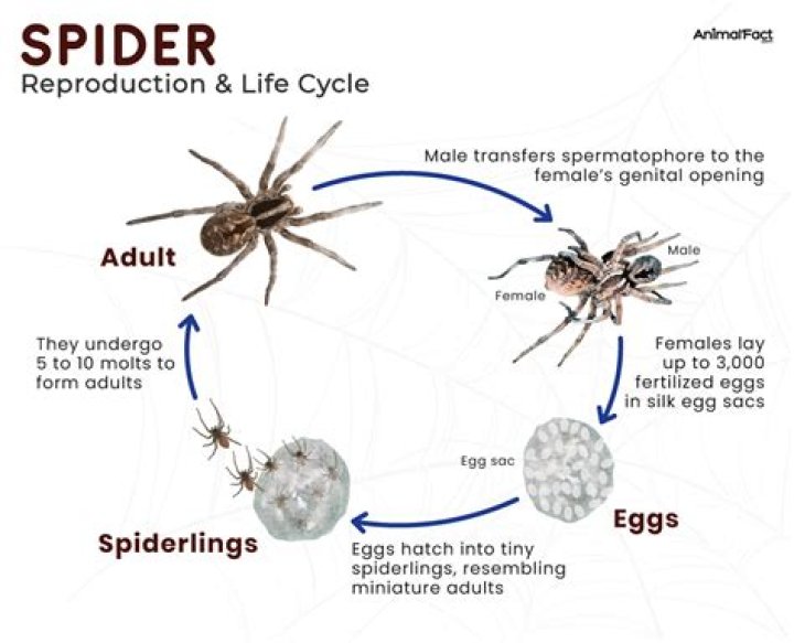 How to lure spiders as Webber without attacking the nest?