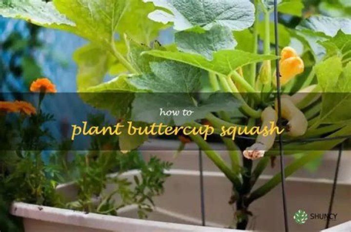 How to plant buttercup squash?