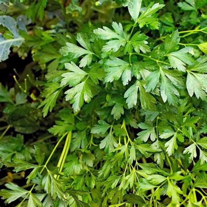 How to plant flat leaf parsley?