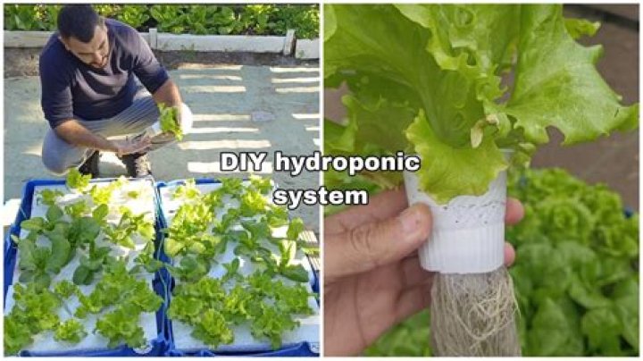 How to plant hydroponic?