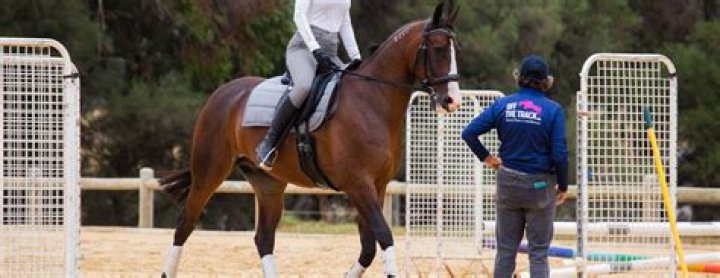 How to read a standardbred freeze brand?