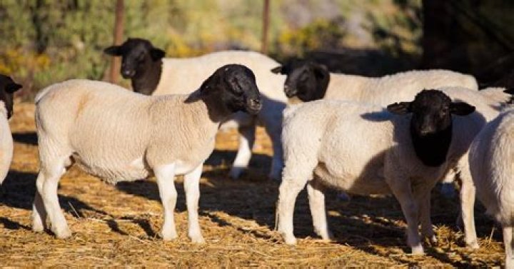 How to register dorper sheep?