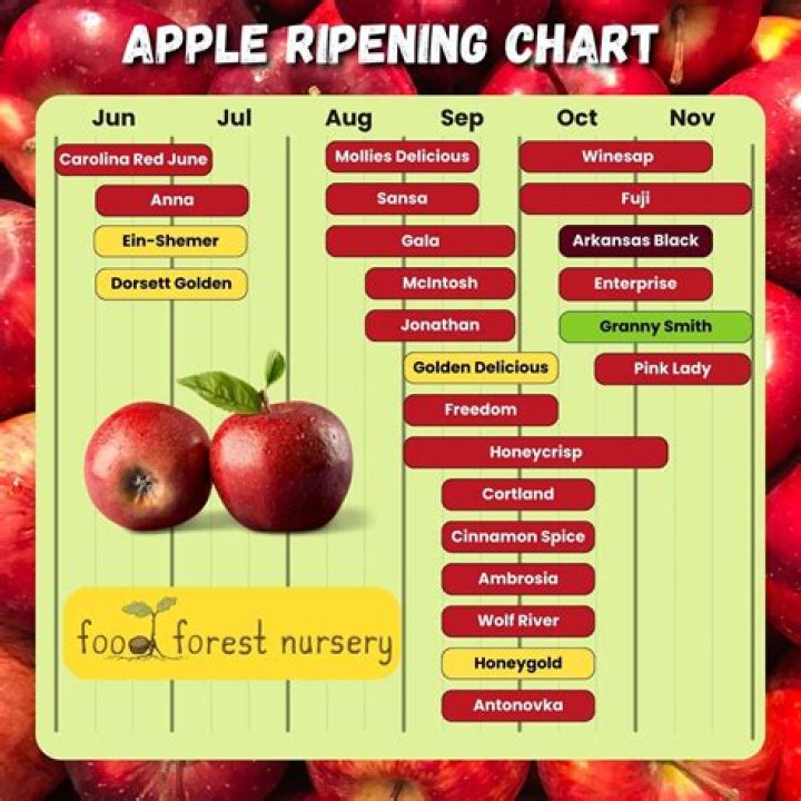 How to ripen wood apple at home?