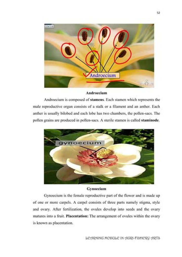 In a flower staminode represents?