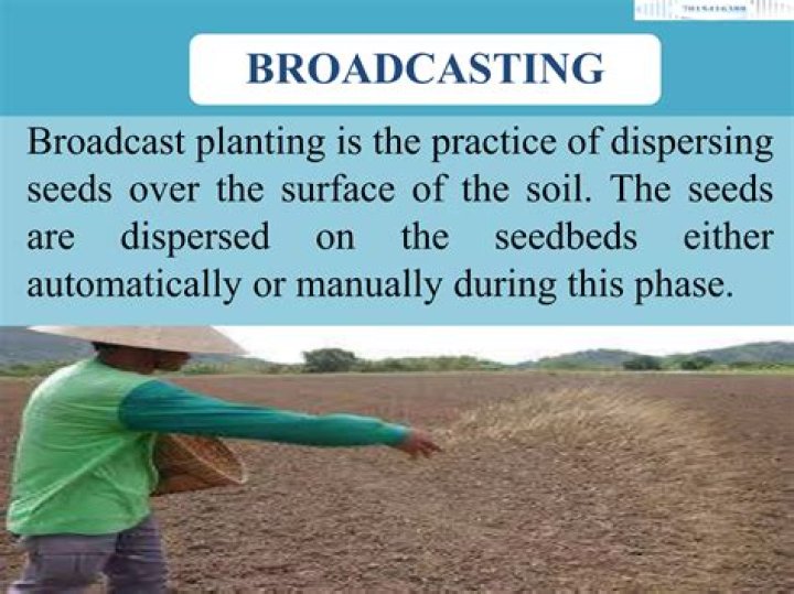 In agriculture broadcasting is used for?