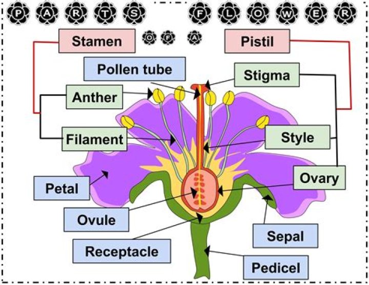In angiosperms pollen is produced in anthers part of the?
