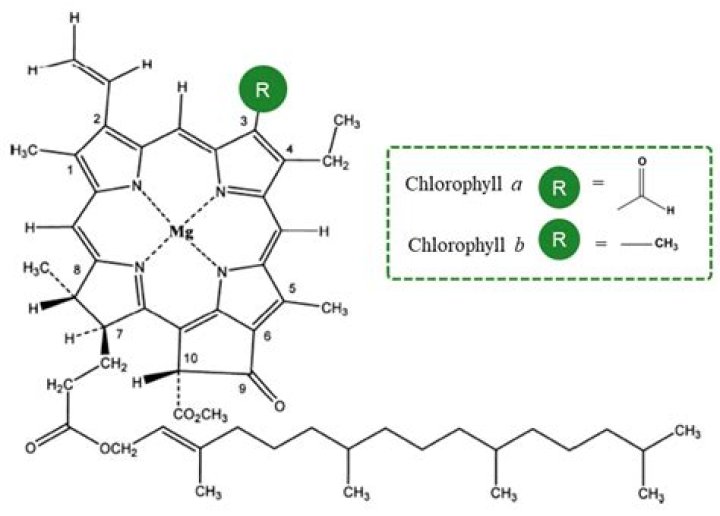 In chlorophyll central atom?